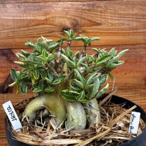 1601 02 Arabicum Optimus Prime Tigrada - Adulta