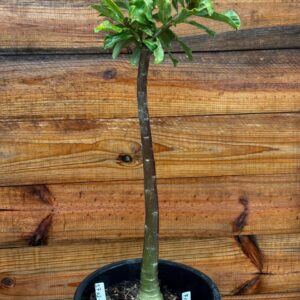 1701 06 Anaconda Filó 2