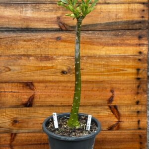 1701 05 Anaconda Amor de mae