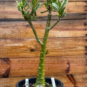 1901 01 Anaconda Jayant