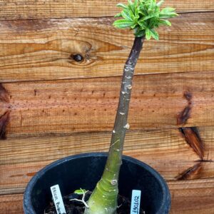 1901 02 Anaconda Bridal Buque