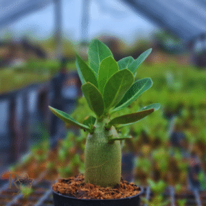 Plug Arabicum Tanos F3