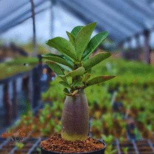 Plug Arabicum Odin Black F3