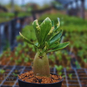 Plug Arabicum Júpiter tigrada F3