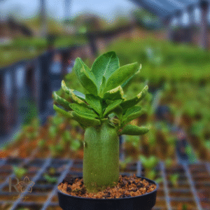 Plug Arabicum Zeus tigrada F3