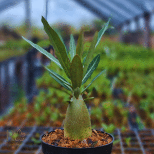 Plug Rosa do Deserto Crispum