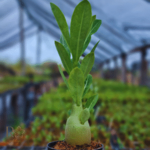 Plug Rosa do Deserto Somalense Anaconda F2