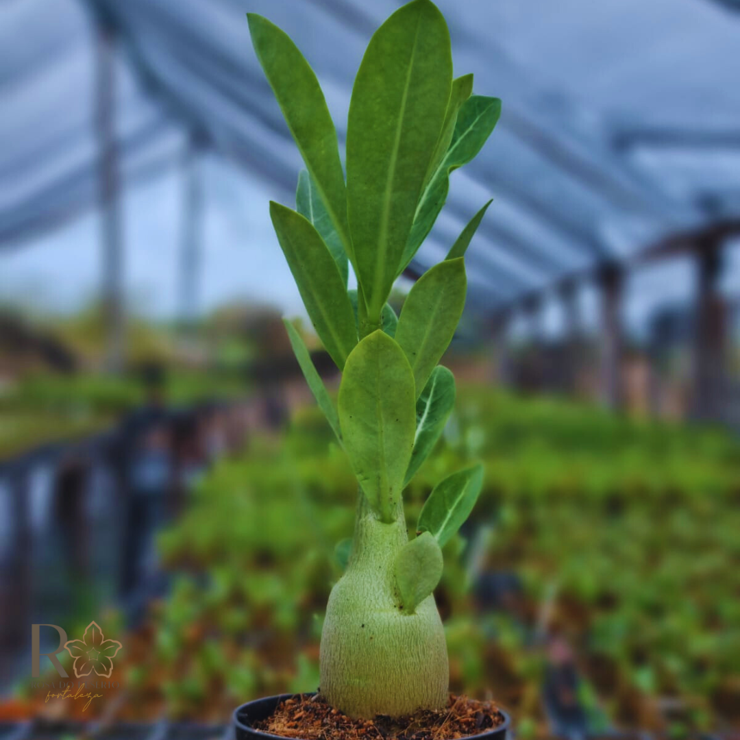 Plug Rosa do Deserto Somalense Anaconda F2