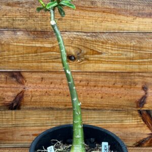 1901 04 Anaconda Juhlly