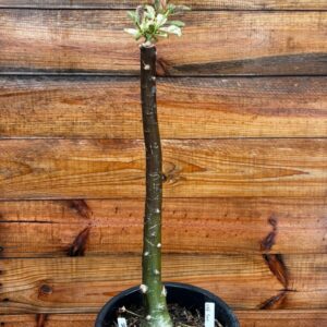 1901 05 Anaconda Variegata 500