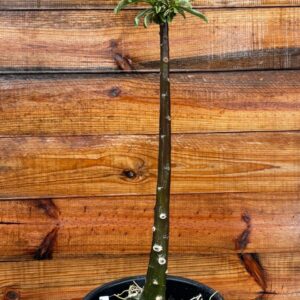 1901 06 Anaconda Vampira