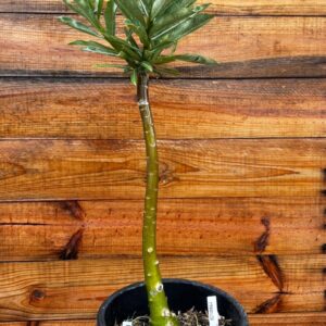 1901 09 Anaconda Maracuja