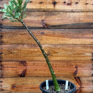 1901 10 Anaconda Triple wish 3