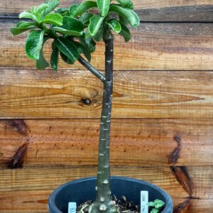 1901 13 Anaconda Star Style