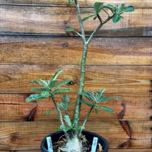 1901 14 Anaconda Semente