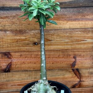 1501 25 Anaconda Branca Tripla