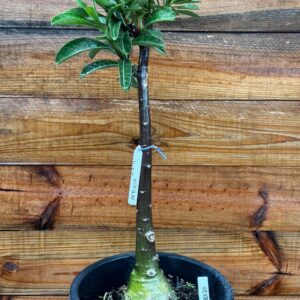 1501 20 Anaconda Petúnia