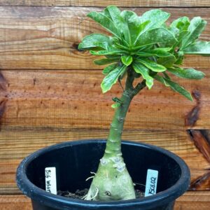 1901 02 Vaso 8 Litros Rosa do Deserto Big White