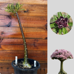 1501 16 Anaconda Lilac