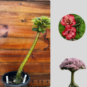 1501 14 Anaconda Julius Caesar