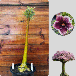 1501 12 Anaconda Grape Essence Avaria