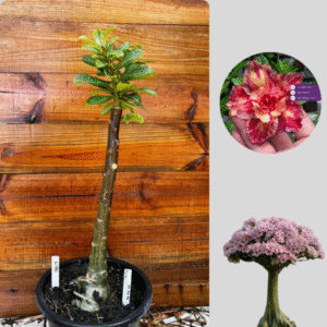 1501 13 Anaconda Linda ( Leilão )