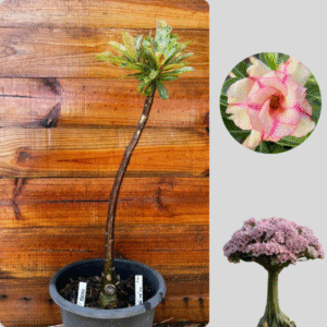 1501 10 Anaconda Lm1