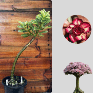 1501 07 Anaconda Filó 2