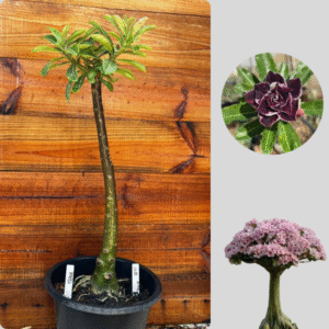 1501 06 Anaconda Lilac