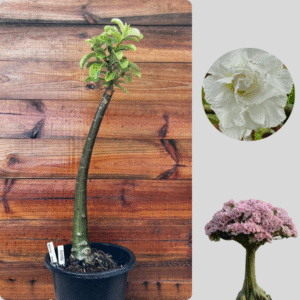 1501 03 Anaconda White House