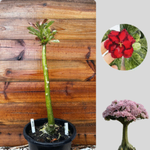 1501 04Anaconda Variegata 500