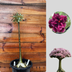 1501 02 Anaconda Mustang