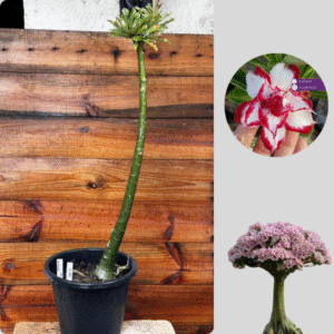 1401 18  Anaconda Ferrari