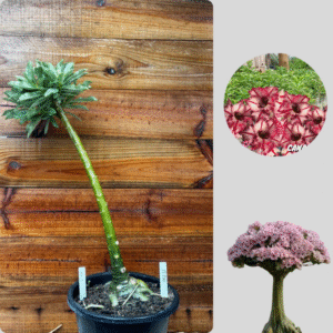 1401 16  Anaconda Cn 15