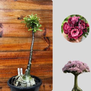 1401 14  Anaconda Saturno