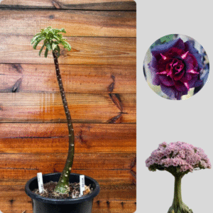 1401 09  Anaconda Vampira