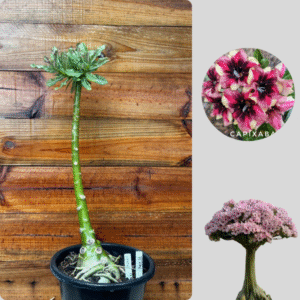 1401 11  Anaconda Capixaba ( Leilão )