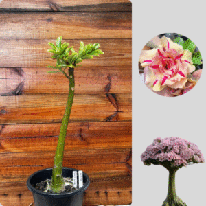 1401 08  Anaconda Triple Wish