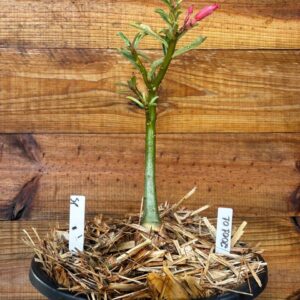 2001 01 Vaso 8 Litros Rosa do Deserto Surprise