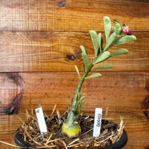 2001 03 Vaso 8 Litros Rosa do Deserto Surprise