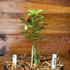 2001 06 Vaso 8 Litros Rosa do Deserto Surprise