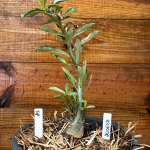 2001 07 Vaso 8 Litros Rosa do Deserto Surprise