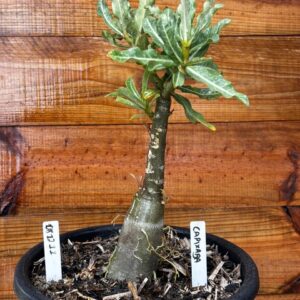 8012 11 Vaso 8 Litros Rosa do Deserto Capixaba ( Leilão )