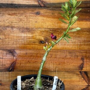 2001 08 Vaso 8 Litros Rosa do Deserto Céu estrelado