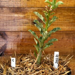 2001 10 Vaso 8 Litros Rosa do Deserto Surprise