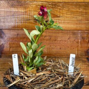 2001 11 Vaso 8 Litros Rosa do Deserto Surprise