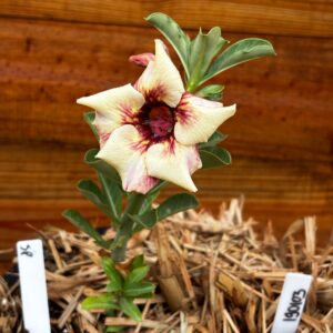 1901 03 Vaso 8 Litros Rosa do Deserto Surprise