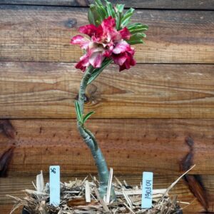 1901 04 Vaso 8 Litros Rosa do Deserto Surprise