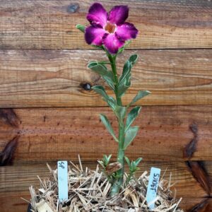 1901 05 Vaso 8 Litros Rosa do Deserto Surprise Roxa Singela