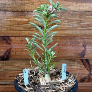 1901 07 Vaso 8 Litros Rosa do Deserto Surprise